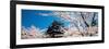 Matsue Castle Cherry Blossoms Shimane Japan-null-Framed Photographic Print