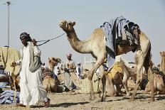 Camel Racing at Al Shahaniya Race Track, 20Km Outside Doha, Qatar, Middle East-Matt-Framed Photographic Print