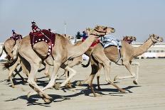 Camel Racing at Al Shahaniya Race Track, 20Km Outside Doha, Qatar, Middle East-Matt-Photographic Print