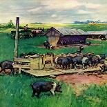 "Herding Sheep into Barn,"February 1, 1946-Matt Clark-Stretched Canvas