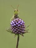 Lesser Marsh Grasshopper (Chorthippus albomarginatus) adult, with leg on head, Leicestershire-Matt Cole-Photographic Print