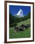 Matterhorn Towering Above Green Pastures, Zermatt, Valais, Switzerland-Tomlinson Ruth-Framed Photographic Print