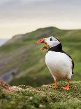 A gaping puffin (Fratercula arctica) captured at the Wick on Skomer Island, Pembrokeshire, Wales, U-Matthew Cattell-Stretched Canvas