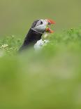 A puffin (Fratercula arctica) calling or gaping from long grass, Pembrokeshire, Wales, United Kingd-Matthew Cattell-Photographic Print