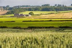 Poppy Field in Northumberland National Park-Matthew-Photographic Print