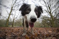 Black And White Border Collie, Hampstead Heath, England, UK-Matthew Maran-Photographic Print