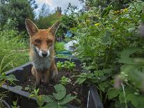 Red fox resting curled up close up, North London, England, UK-Matthew Maran-Photographic Print