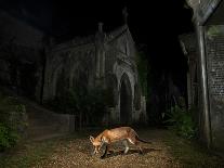 Red Fox next to red fox graffiti art at night, London, UK-Matthew Maran-Framed Photographic Print