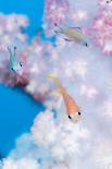 Fairy Basslets Over a Reef-Matthew Oldfield-Photographic Print