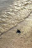 Green Turtle Hatchling-Matthew Oldfield-Photographic Print