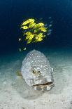 Grouper And Golden Trevallies-Matthew Oldfield-Photographic Print