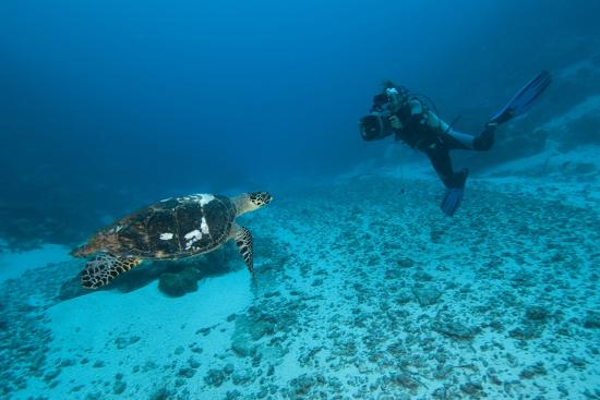 Photographic Print, , large