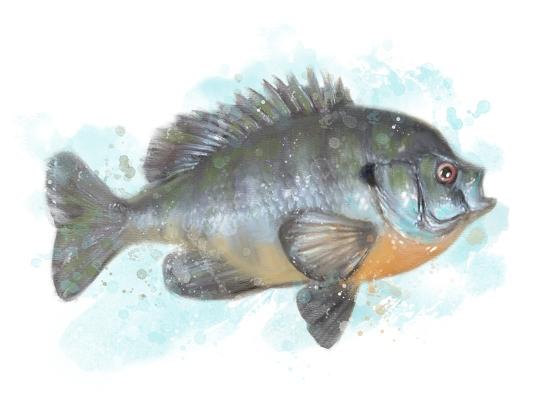 Art Print, , large