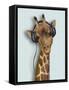 Framed Canvas