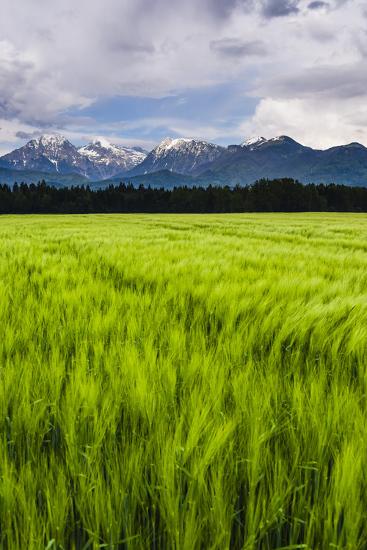 Premium Photographic Print, , large
