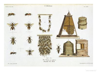Bees and Bee-Keeping, from "The Young Landsman," Published Vienna, 1845