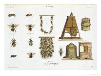 Bees and Bee-Keeping, from "The Young Landsman," Published Vienna, 1845-Matthias Trentsensky-Framed Giclee Print