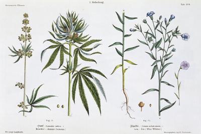 Cannabis and Flax, from The Young Landsman, Published Vienna, 1845