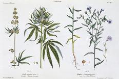 Cannabis and Flax, from The Young Landsman, Published Vienna, 1845-Matthias Trentsensky-Laminated Giclee Print