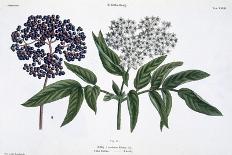 Cannabis and Flax, from The Young Landsman, Published Vienna, 1845-Matthias Trentsensky-Laminated Giclee Print