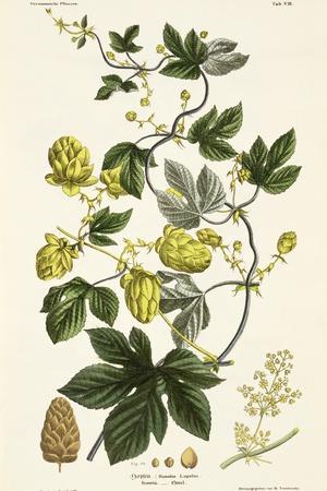 Hop Vine, from The Young Landsman, Published Vienna, 1845