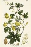 Hop Vine, from The Young Landsman, Published Vienna, 1845-Matthias Trentsensky-Giclee Print