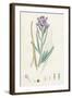 Matthiola Sinuata Sea Stock-null-Framed Giclee Print