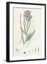 Matthiola Sinuata Sea Stock-null-Framed Giclee Print