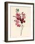 Matthiola, Stock, 1826-Louise D'Orleans-Framed Giclee Print