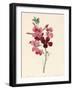 Matthiola, Stock, 1826-Louise D'Orleans-Framed Giclee Print