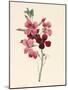 Matthiola, Stock, 1826-Louise D'Orleans-Mounted Giclee Print