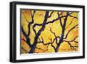 Black Frame