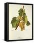 Maturana Grape-J. Troncy-Framed Stretched Canvas