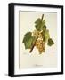 Maturana Grape-J. Troncy-Framed Giclee Print