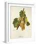 Maturana Grape-J. Troncy-Framed Giclee Print