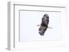 Mature bald eagle in flight at Ninepipe WMA, Ronan, Montana, USA-Chuck Haney-Framed Photographic Print