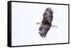 Mature bald eagle in flight at Ninepipe WMA, Ronan, Montana, USA-Chuck Haney-Framed Stretched Canvas