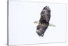 Mature bald eagle in flight at Ninepipe WMA, Ronan, Montana, USA-Chuck Haney-Stretched Canvas