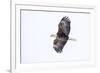 Mature bald eagle in flight at Ninepipe WMA, Ronan, Montana, USA-Chuck Haney-Framed Premium Photographic Print