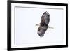 Mature bald eagle in flight at Ninepipe WMA, Ronan, Montana, USA-Chuck Haney-Framed Premium Photographic Print