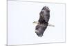 Mature bald eagle in flight at Ninepipe WMA, Ronan, Montana, USA-Chuck Haney-Mounted Premium Photographic Print