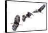 Mature bald eagle in flight sequence at Ninepipe WMA, Ronan, Montana, USA.-Chuck Haney-Framed Stretched Canvas