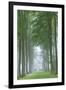 Mature Beech Tree Avenue, Cotswolds, Gloucestershire, England. Summer (June)-Adam Burton-Framed Photographic Print