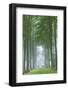 Mature Beech Tree Avenue, Cotswolds, Gloucestershire, England. Summer (June)-Adam Burton-Framed Photographic Print