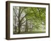 Mature beech trees in spring morning mist, Dartmoor National Park, Devon, England. Spring (May) 201-Adam Burton-Framed Photographic Print