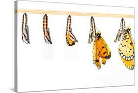 Mature Cocoon Transform to Tawny Coster Butterfly-mathisa-Stretched Canvas