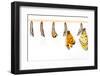 Mature Cocoon Transform to Tawny Coster Butterfly-mathisa-Framed Photographic Print