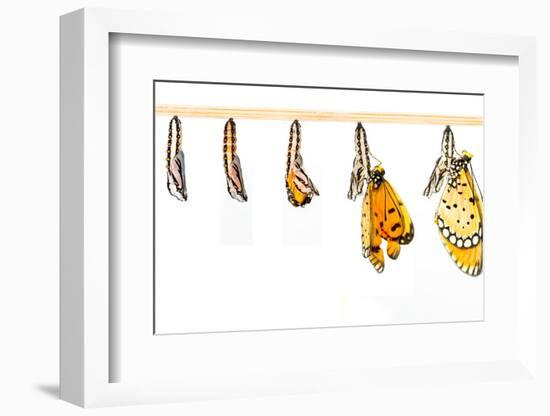 Mature Cocoon Transform to Tawny Coster Butterfly-mathisa-Framed Photographic Print