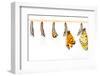 Mature Cocoon Transform to Tawny Coster Butterfly-mathisa-Framed Photographic Print