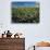 Mature Cotton Field, Palo Verde, California, USA-Chuck Haney-Photographic Print displayed on a wall